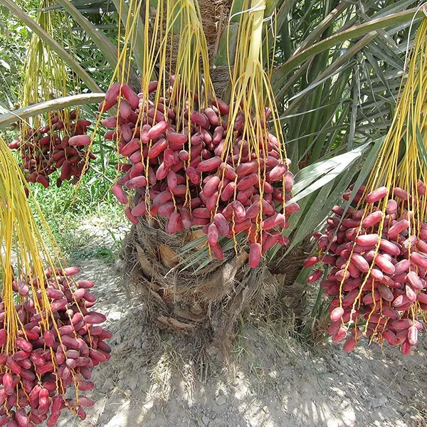 Arabian_Date_Palm_(Khajoor)_Plant_|_Grafted_Exotic_Variety_|_High_Yield_Sweet_Dates_|_Suitable_for_Indian_Climate_|_Healthy_Live_Plant_Guaranteed