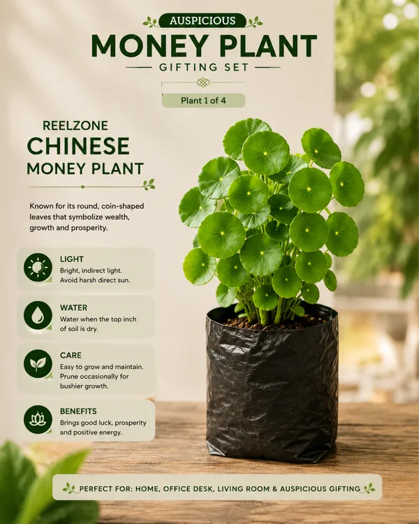 Auspicious_Money_Plant_Gifting_Set