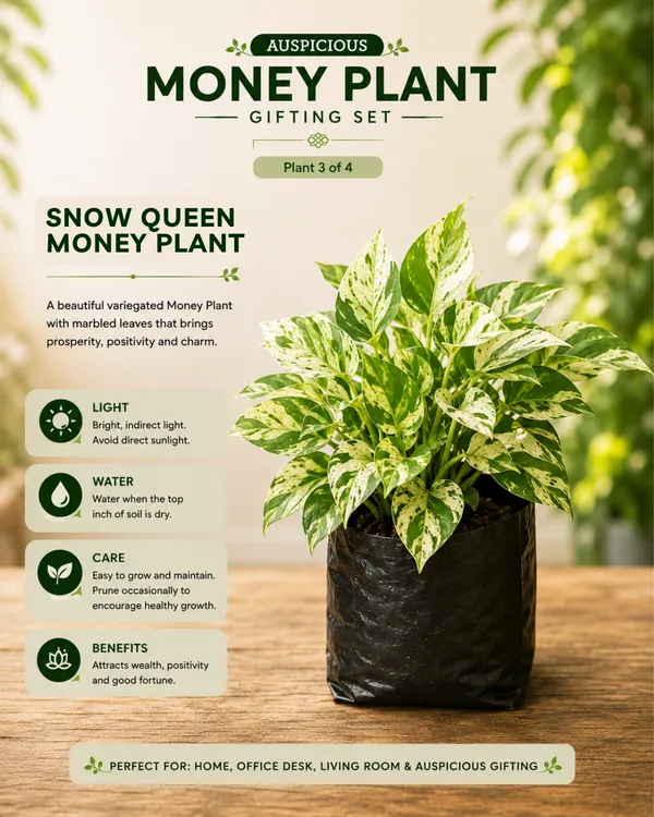 Auspicious_Money_Plant_Gifting_Set