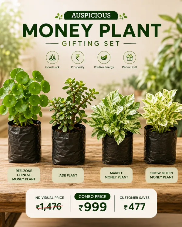 Auspicious_Money_Plant_Gifting_Set