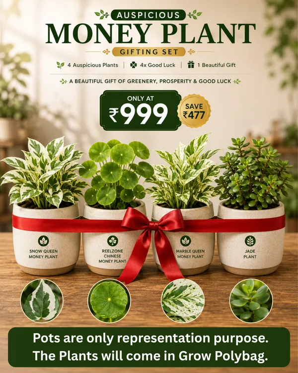 Auspicious_Money_Plant_Gifting_Set