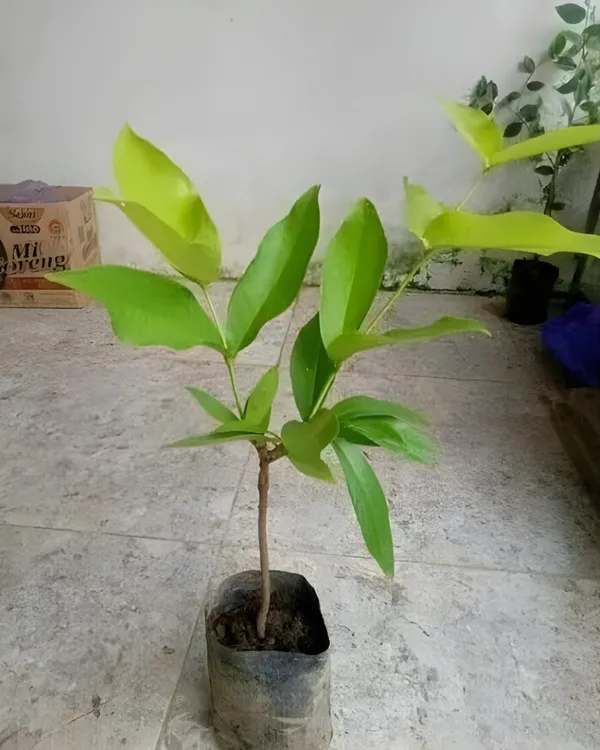 Red_Missile_Water_Apple_Plant_|_Air_Layered_High-Yield_Variety_|_Sweet_Juicy_Fruits_|_Fast_Growing_|_Suitable_for_Pots_&_Gardens_|_Healthy_Live_Plant_Guaranteed