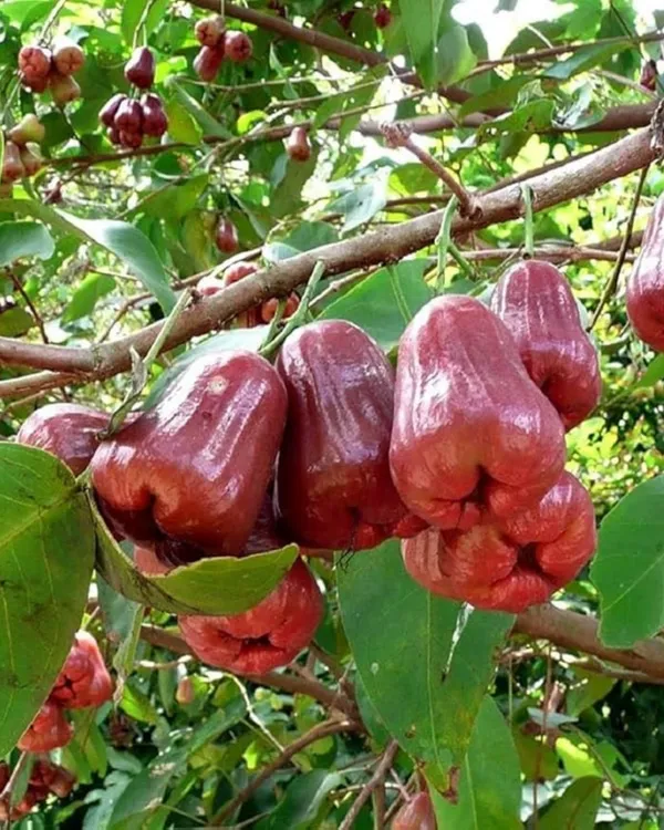 Red_Missile_Water_Apple_Plant_|_Air_Layered_High-Yield_Variety_|_Sweet_Juicy_Fruits_|_Fast_Growing_|_Suitable_for_Pots_&_Gardens_|_Healthy_Live_Plant_Guaranteed
