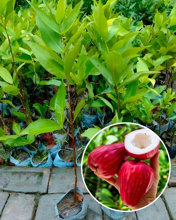 Red_Missile_Water_Apple_Plant_|_Air_Layered_High-Yield_Variety_|_Sweet_Juicy_Fruits_|_Fast_Growing_|_Suitable_for_Pots_&_Gardens_|_Healthy_Live_Plant_Guaranteed