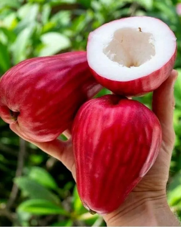 Red_Missile_Water_Apple_Plant_|_Air_Layered_High-Yield_Variety_|_Sweet_Juicy_Fruits_|_Fast_Growing_|_Suitable_for_Pots_&_Gardens_|_Healthy_Live_Plant_Guaranteed