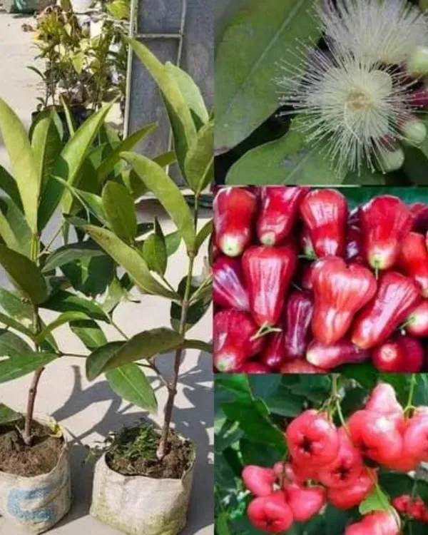 Red_Missile_Water_Apple_Plant_|_Air_Layered_High-Yield_Variety_|_Sweet_Juicy_Fruits_|_Fast_Growing_|_Suitable_for_Pots_&_Gardens_|_Healthy_Live_Plant_Guaranteed