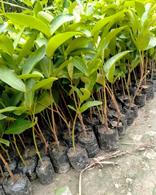Red_Missile_Water_Apple_Plant_|_Air_Layered_High-Yield_Variety_|_Sweet_Juicy_Fruits_|_Fast_Growing_|_Suitable_for_Pots_&_Gardens_|_Healthy_Live_Plant_Guaranteed