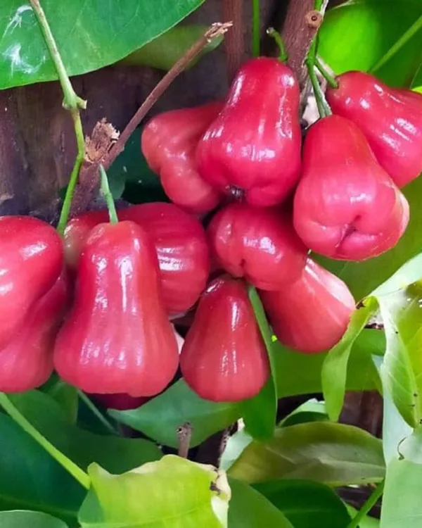 Red_Missile_Water_Apple_Plant_|_Air_Layered_High-Yield_Variety_|_Sweet_Juicy_Fruits_|_Fast_Growing_|_Suitable_for_Pots_&_Gardens_|_Healthy_Live_Plant_Guaranteed