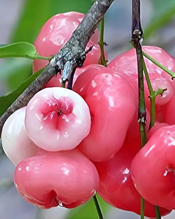 Pink_Water_Apple_Plant_|_Air_Layered_High-Yield_Variety_|_Sweet_Crisp_Fruits_|_Fast_Growing_|_Ideal_for_Pots_&_Gardens_|_Healthy_Live_Plant_Guaranteed