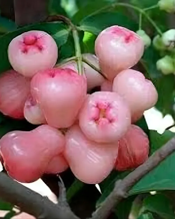 Pink_Water_Apple_Plant_|_Air_Layered_High-Yield_Variety_|_Sweet_Crisp_Fruits_|_Fast_Growing_|_Ideal_for_Pots_&_Gardens_|_Healthy_Live_Plant_Guaranteed