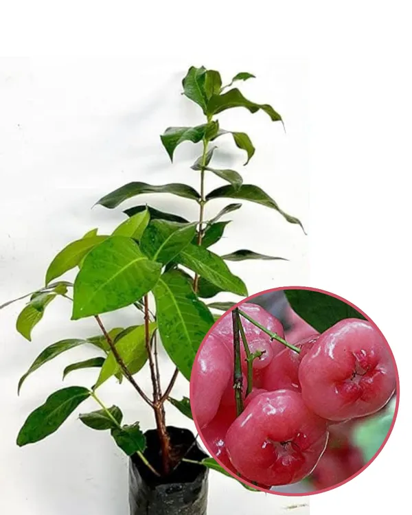 Pink_Water_Apple_Plant_|_Air_Layered_High-Yield_Variety_|_Sweet_Crisp_Fruits_|_Fast_Growing_|_Ideal_for_Pots_&_Gardens_|_Healthy_Live_Plant_Guaranteed