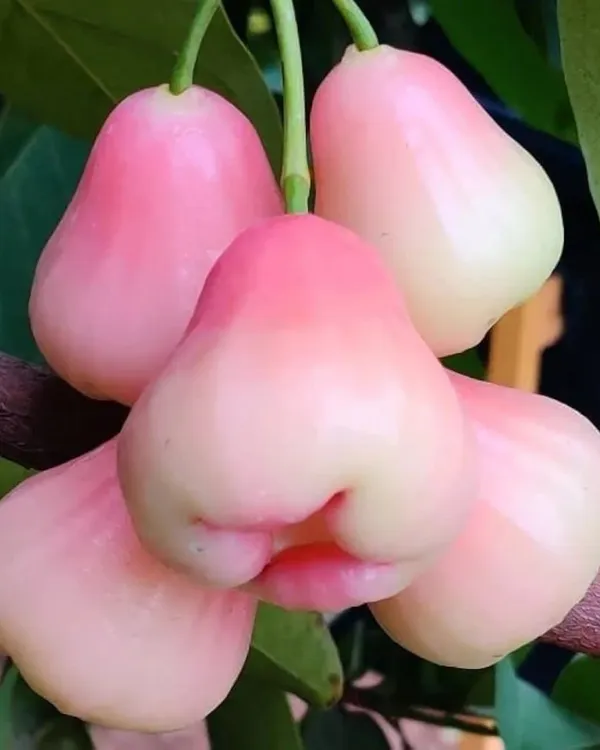 Pink_Water_Apple_Plant_|_Air_Layered_High-Yield_Variety_|_Sweet_Crisp_Fruits_|_Fast_Growing_|_Ideal_for_Pots_&_Gardens_|_Healthy_Live_Plant_Guaranteed