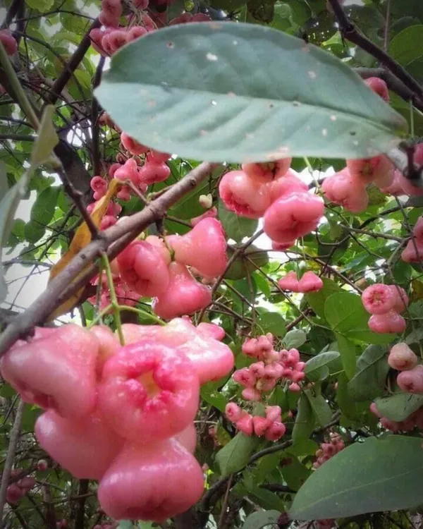 Pink_Water_Apple_Plant_|_Air_Layered_High-Yield_Variety_|_Sweet_Crisp_Fruits_|_Fast_Growing_|_Ideal_for_Pots_&_Gardens_|_Healthy_Live_Plant_Guaranteed
