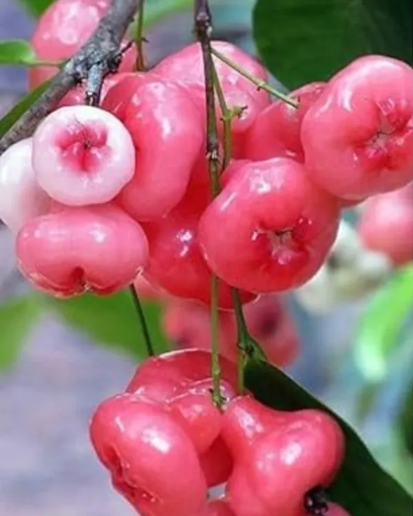 Pink_Water_Apple_Plant_|_Air_Layered_High-Yield_Variety_|_Sweet_Crisp_Fruits_|_Fast_Growing_|_Ideal_for_Pots_&_Gardens_|_Healthy_Live_Plant_Guaranteed