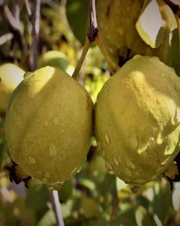 Thai_Golden_8_Guava_Plant_|_Grafted_Variety_|_Extra_Large_Sweet_Fruits_|_High_Yield_|_Fast_Growing_|_Ideal_for_Pots_&_Gardens_|_Healthy_Live_Plant_Guaranteed