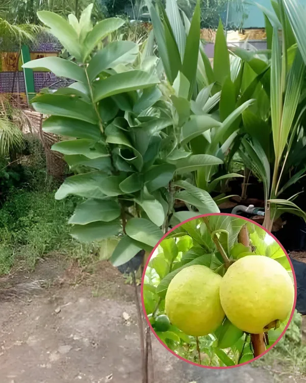 Thai_Golden_8_Guava_Plant_|_Grafted_Variety_|_Extra_Large_Sweet_Fruits_|_High_Yield_|_Fast_Growing_|_Ideal_for_Pots_&_Gardens_|_Healthy_Live_Plant_Guaranteed