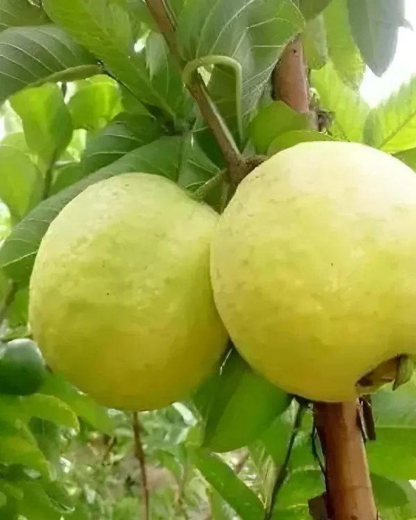 Thai_Golden_8_Guava_Plant_|_Grafted_Variety_|_Extra_Large_Sweet_Fruits_|_High_Yield_|_Fast_Growing_|_Ideal_for_Pots_&_Gardens_|_Healthy_Live_Plant_Guaranteed