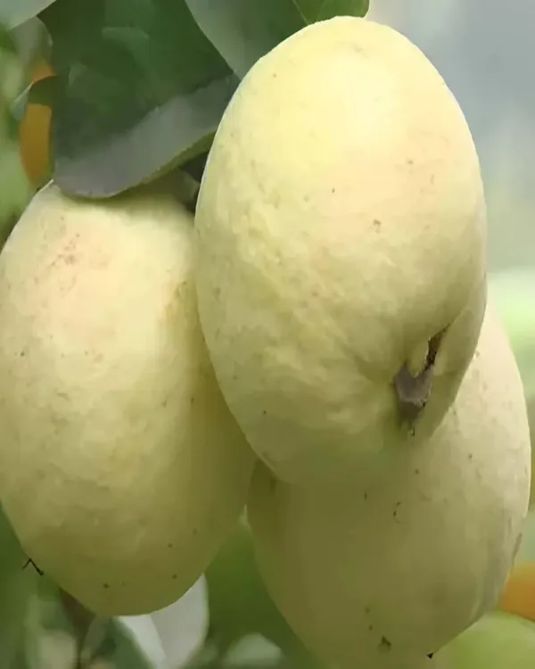 Thai_Golden_8_Guava_Plant_|_Grafted_Variety_|_Extra_Large_Sweet_Fruits_|_High_Yield_|_Fast_Growing_|_Ideal_for_Pots_&_Gardens_|_Healthy_Live_Plant_Guaranteed