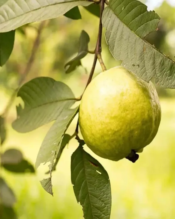 Thai_Golden_8_Guava_Plant_|_Grafted_Variety_|_Extra_Large_Sweet_Fruits_|_High_Yield_|_Fast_Growing_|_Ideal_for_Pots_&_Gardens_|_Healthy_Live_Plant_Guaranteed