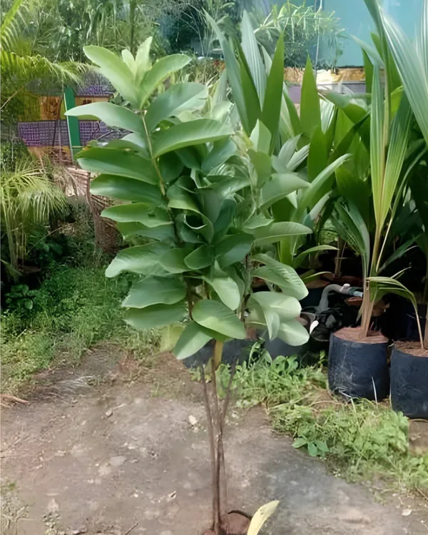 Thai_Golden_8_Guava_Plant_|_Grafted_Variety_|_Extra_Large_Sweet_Fruits_|_High_Yield_|_Fast_Growing_|_Ideal_for_Pots_&_Gardens_|_Healthy_Live_Plant_Guaranteed