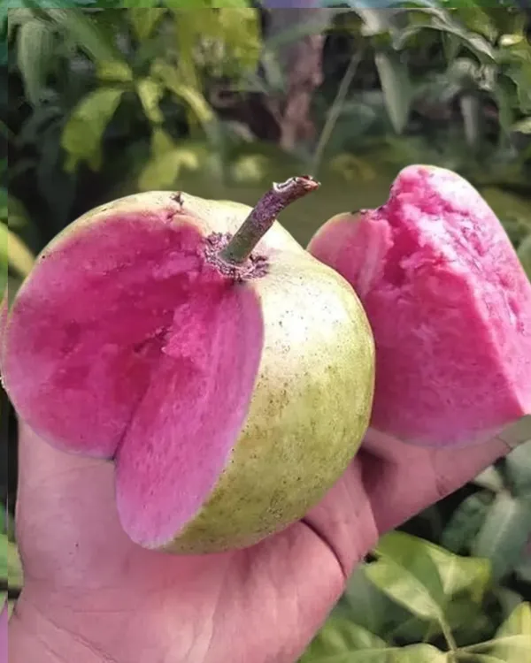 Taiwan_Pink_Guava_Plant_|_Grafted_Variety_|_Sweet_Pink_Flesh_|_High_Yield_|_Fast_Growing_|_Perfect_for_Pots_&_Gardens_|_Healthy_Live_Plant_Guaranteed