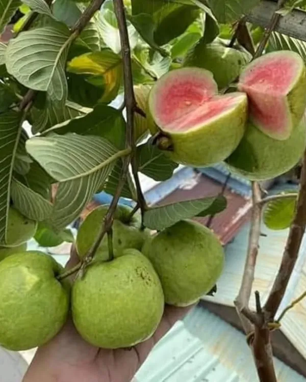 Taiwan_Pink_Guava_Plant_|_Grafted_Variety_|_Sweet_Pink_Flesh_|_High_Yield_|_Fast_Growing_|_Perfect_for_Pots_&_Gardens_|_Healthy_Live_Plant_Guaranteed