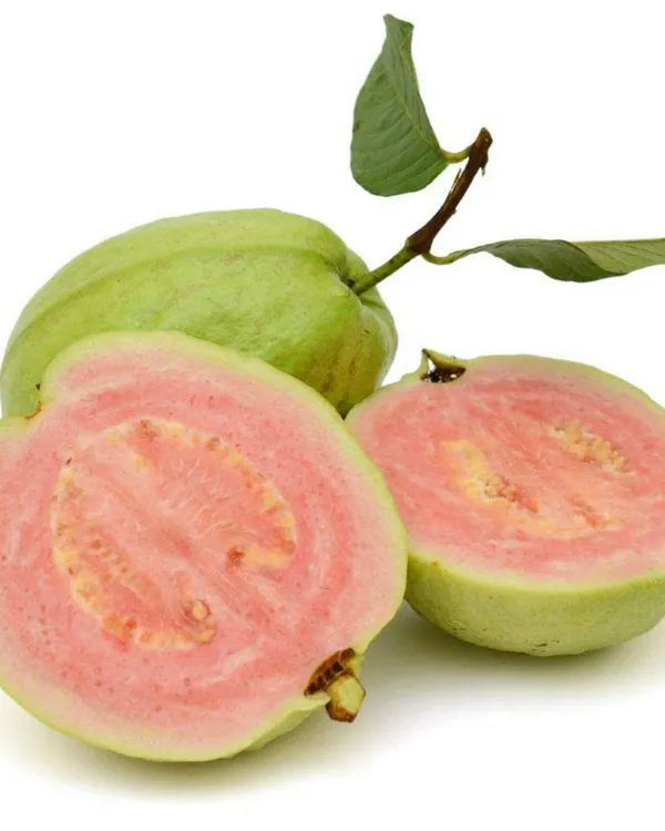 Taiwan_Pink_Guava_Plant_|_Grafted_Variety_|_Sweet_Pink_Flesh_|_High_Yield_|_Fast_Growing_|_Perfect_for_Pots_&_Gardens_|_Healthy_Live_Plant_Guaranteed