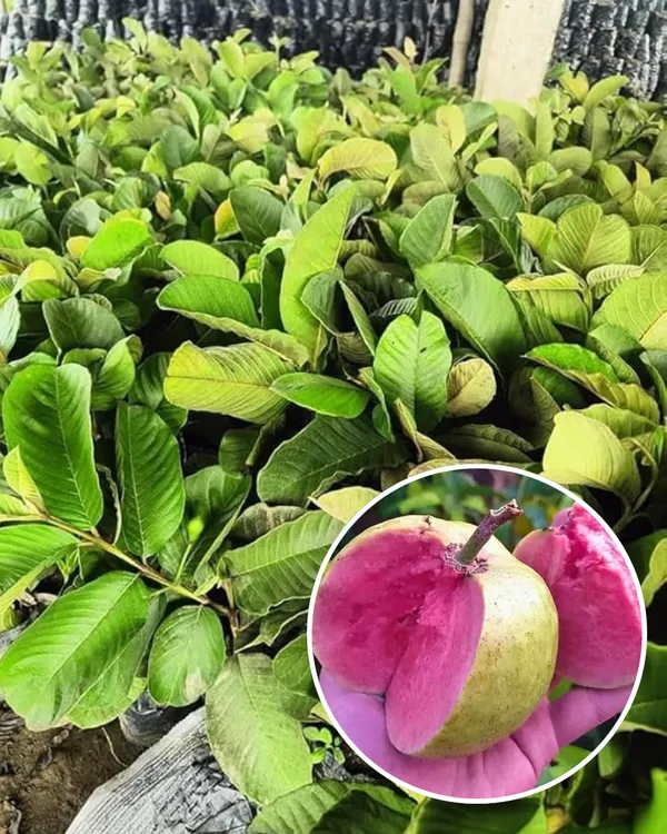 Taiwan_Pink_Guava_Plant_|_Grafted_Variety_|_Sweet_Pink_Flesh_|_High_Yield_|_Fast_Growing_|_Perfect_for_Pots_&_Gardens_|_Healthy_Live_Plant_Guaranteed