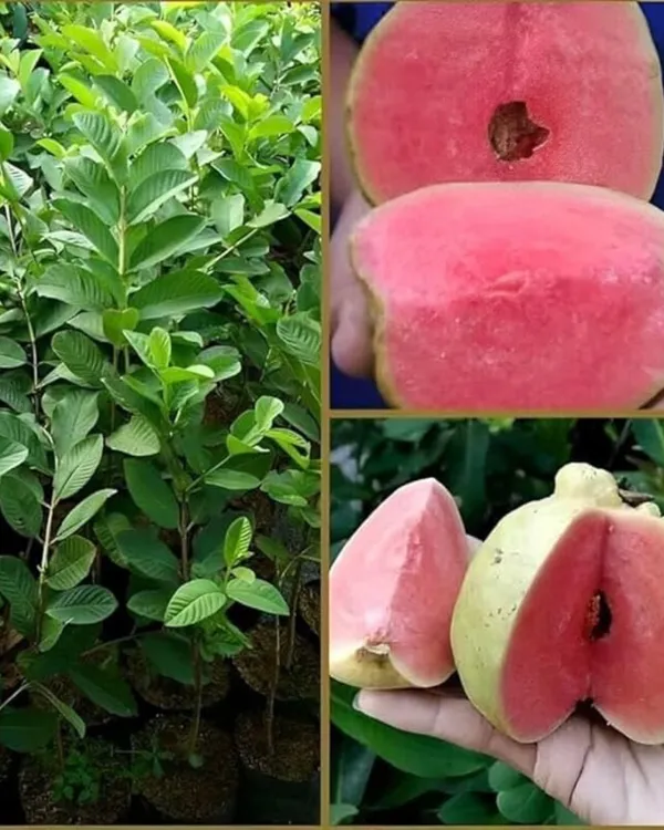 Taiwan_Pink_Guava_Plant_|_Grafted_Variety_|_Sweet_Pink_Flesh_|_High_Yield_|_Fast_Growing_|_Perfect_for_Pots_&_Gardens_|_Healthy_Live_Plant_Guaranteed