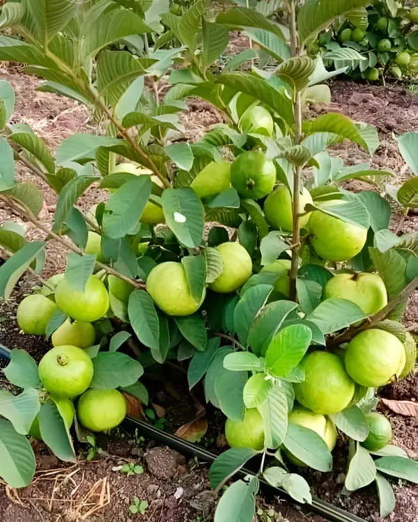 Taiwan_Pink_Guava_Plant_|_Grafted_Variety_|_Sweet_Pink_Flesh_|_High_Yield_|_Fast_Growing_|_Perfect_for_Pots_&_Gardens_|_Healthy_Live_Plant_Guaranteed