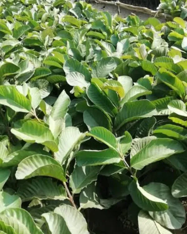 L-49_Guava_Plant_|_Grafted_High-Yield_Variety_|_Sweet_Aromatic_Fruits_|_Fast_Growing_|_Ideal_for_Pots_&_Gardens_|_Healthy_Live_Plant_Guaranteed