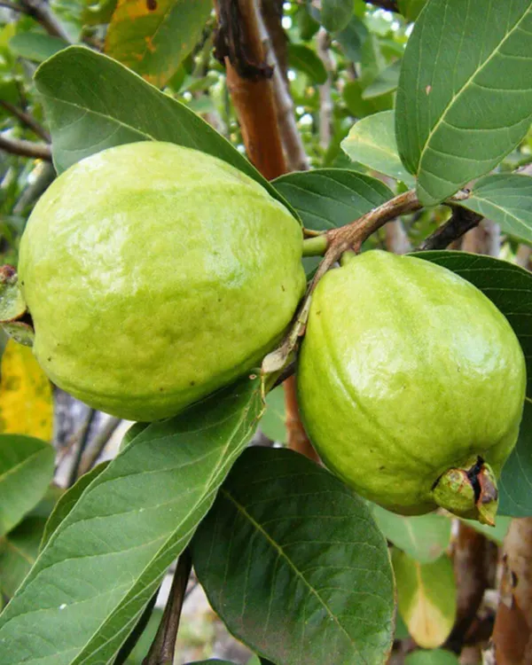 L-49_Guava_Plant_|_Grafted_High-Yield_Variety_|_Sweet_Aromatic_Fruits_|_Fast_Growing_|_Ideal_for_Pots_&_Gardens_|_Healthy_Live_Plant_Guaranteed