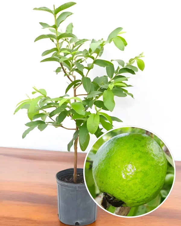 L-49_Guava_Plant_|_Grafted_High-Yield_Variety_|_Sweet_Aromatic_Fruits_|_Fast_Growing_|_Ideal_for_Pots_&_Gardens_|_Healthy_Live_Plant_Guaranteed
