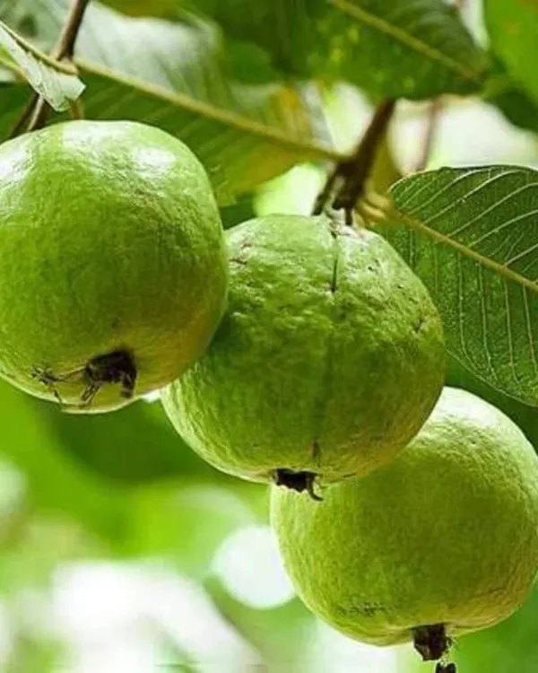 L-49_Guava_Plant_|_Grafted_High-Yield_Variety_|_Sweet_Aromatic_Fruits_|_Fast_Growing_|_Ideal_for_Pots_&_Gardens_|_Healthy_Live_Plant_Guaranteed