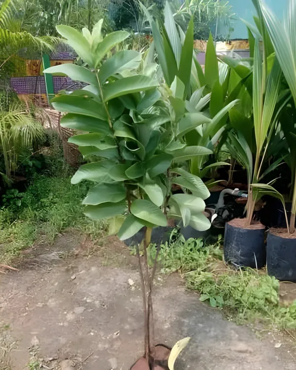L-49_Guava_Plant_|_Grafted_High-Yield_Variety_|_Sweet_Aromatic_Fruits_|_Fast_Growing_|_Ideal_for_Pots_&_Gardens_|_Healthy_Live_Plant_Guaranteed