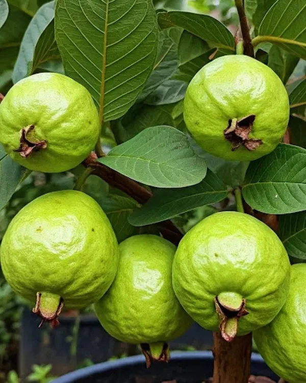 L-49_Guava_Plant_|_Grafted_High-Yield_Variety_|_Sweet_Aromatic_Fruits_|_Fast_Growing_|_Ideal_for_Pots_&_Gardens_|_Healthy_Live_Plant_Guaranteed