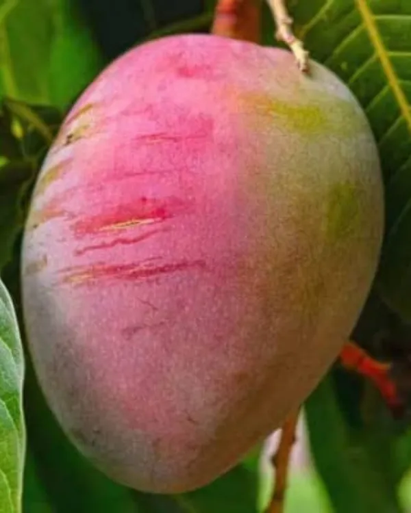 Sensation_Mango_Plant_|_Grafted_High-Yield_Variety_|_Sweet_Fiberless_Fruits_|_Fast_Growing_|_Ideal_for_Pots_&_Gardens_|_Healthy_Live_Plant_Guaranteed