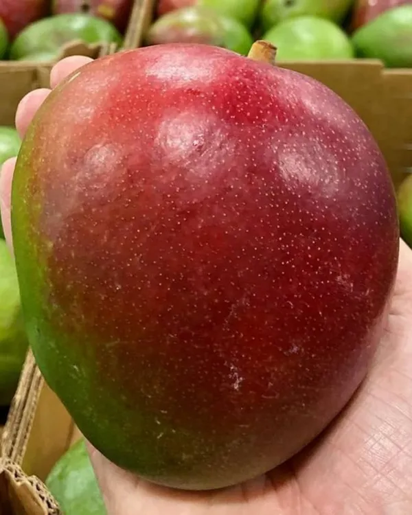 Sensation_Mango_Plant_|_Grafted_High-Yield_Variety_|_Sweet_Fiberless_Fruits_|_Fast_Growing_|_Ideal_for_Pots_&_Gardens_|_Healthy_Live_Plant_Guaranteed