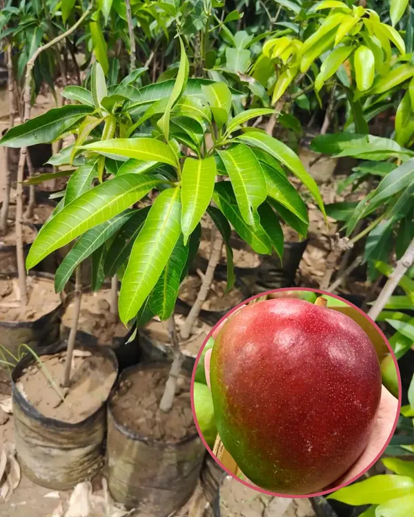 Sensation_Mango_Plant_|_Grafted_High-Yield_Variety_|_Sweet_Fiberless_Fruits_|_Fast_Growing_|_Ideal_for_Pots_&_Gardens_|_Healthy_Live_Plant_Guaranteed
