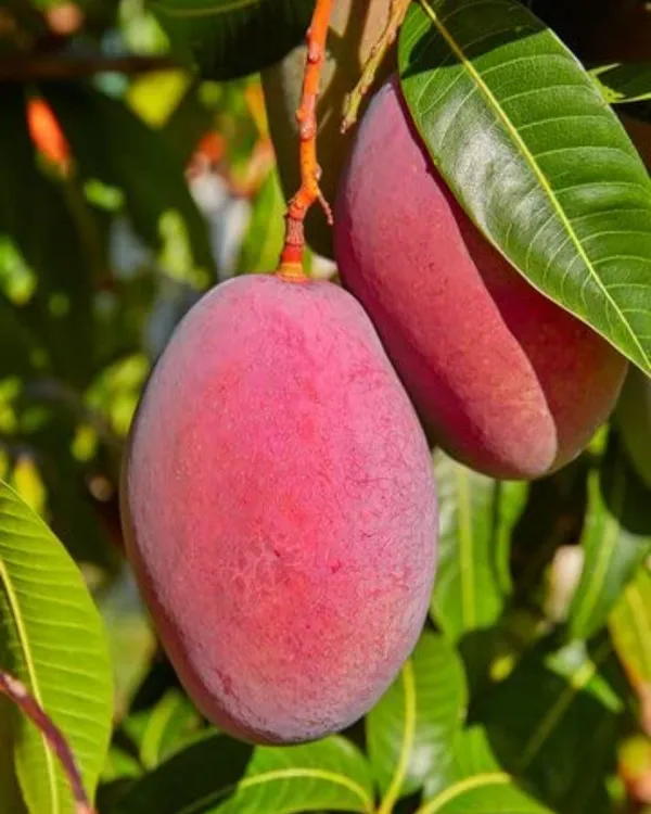 Sensation_Mango_Plant_|_Grafted_High-Yield_Variety_|_Sweet_Fiberless_Fruits_|_Fast_Growing_|_Ideal_for_Pots_&_Gardens_|_Healthy_Live_Plant_Guaranteed