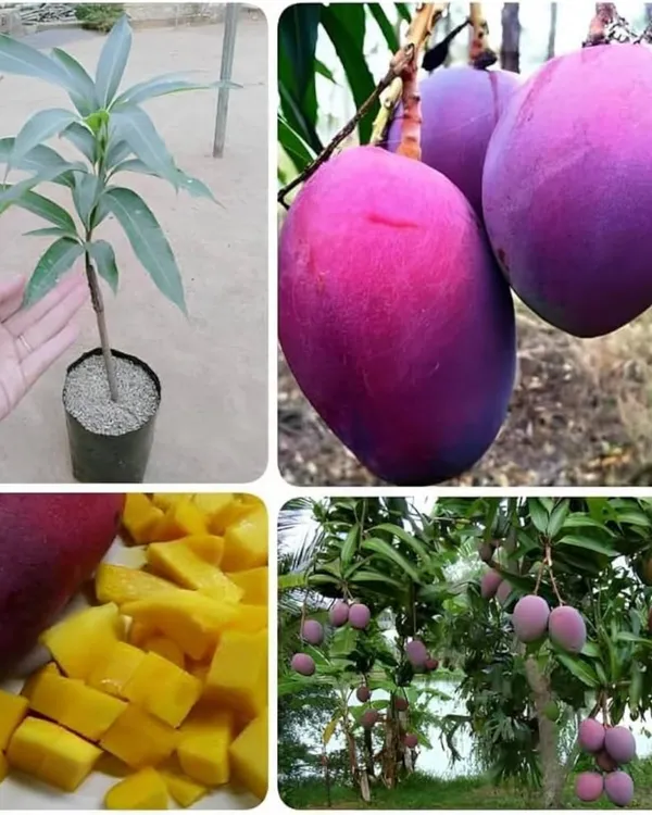 Tommy_Atkins_Mango_Plant_|_Grafted_Variety_|_Sweet_Firm-Flesh_Fruits_|_High_Yield_|_Fast_Growing_|_Ideal_for_Pots_&_Gardens_|_Healthy_Live_Plant_Guaranteed