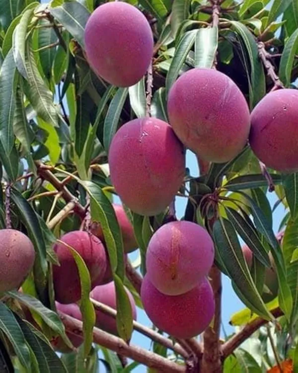 Tommy_Atkins_Mango_Plant_|_Grafted_Variety_|_Sweet_Firm-Flesh_Fruits_|_High_Yield_|_Fast_Growing_|_Ideal_for_Pots_&_Gardens_|_Healthy_Live_Plant_Guaranteed