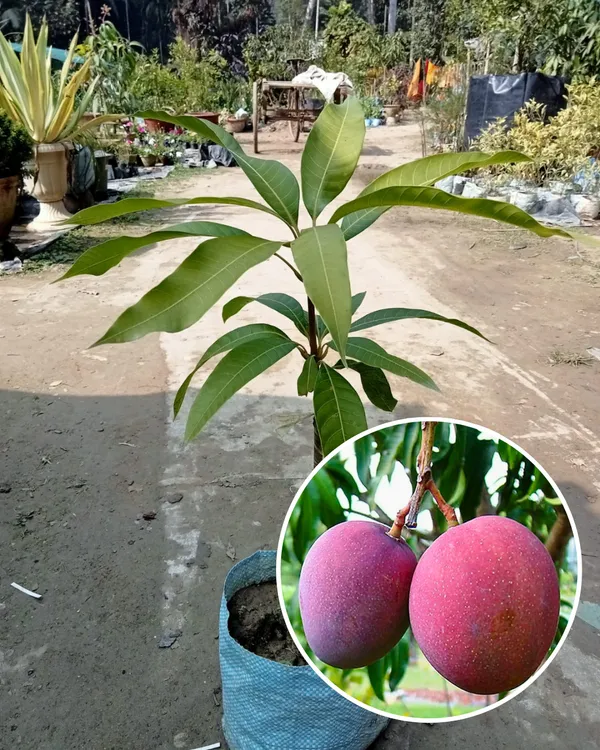 Tommy_Atkins_Mango_Plant_|_Grafted_Variety_|_Sweet_Firm-Flesh_Fruits_|_High_Yield_|_Fast_Growing_|_Ideal_for_Pots_&_Gardens_|_Healthy_Live_Plant_Guaranteed