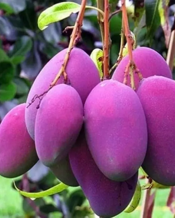 Tommy_Atkins_Mango_Plant_|_Grafted_Variety_|_Sweet_Firm-Flesh_Fruits_|_High_Yield_|_Fast_Growing_|_Ideal_for_Pots_&_Gardens_|_Healthy_Live_Plant_Guaranteed