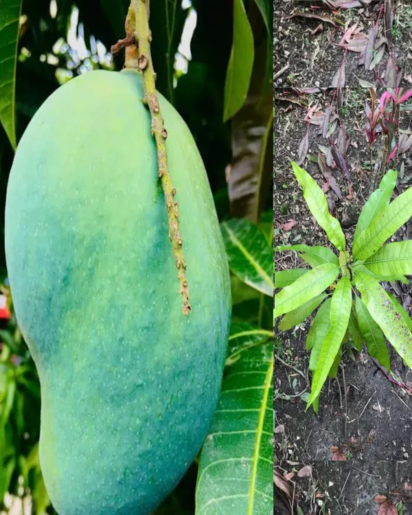 Fazli_Mango_Plant_|_Grafted_High-Yield_Variety_|_Extra_Large_Sweet_Fruits_|_Fast_Growing_|_Ideal_for_Pots_&_Gardens_|_Healthy_Live_Plant_Guaranteed