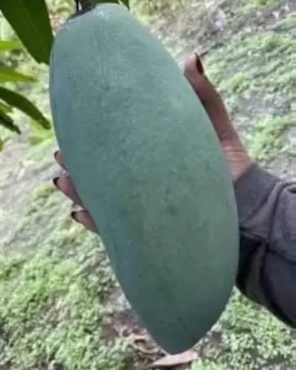 Fazli_Mango_Plant_|_Grafted_High-Yield_Variety_|_Extra_Large_Sweet_Fruits_|_Fast_Growing_|_Ideal_for_Pots_&_Gardens_|_Healthy_Live_Plant_Guaranteed