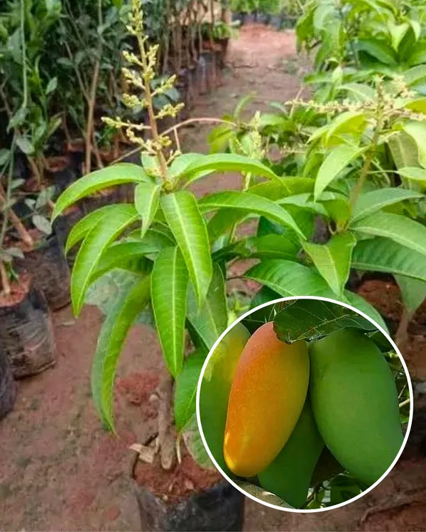 Fazli_Mango_Plant_|_Grafted_High-Yield_Variety_|_Extra_Large_Sweet_Fruits_|_Fast_Growing_|_Ideal_for_Pots_&_Gardens_|_Healthy_Live_Plant_Guaranteed