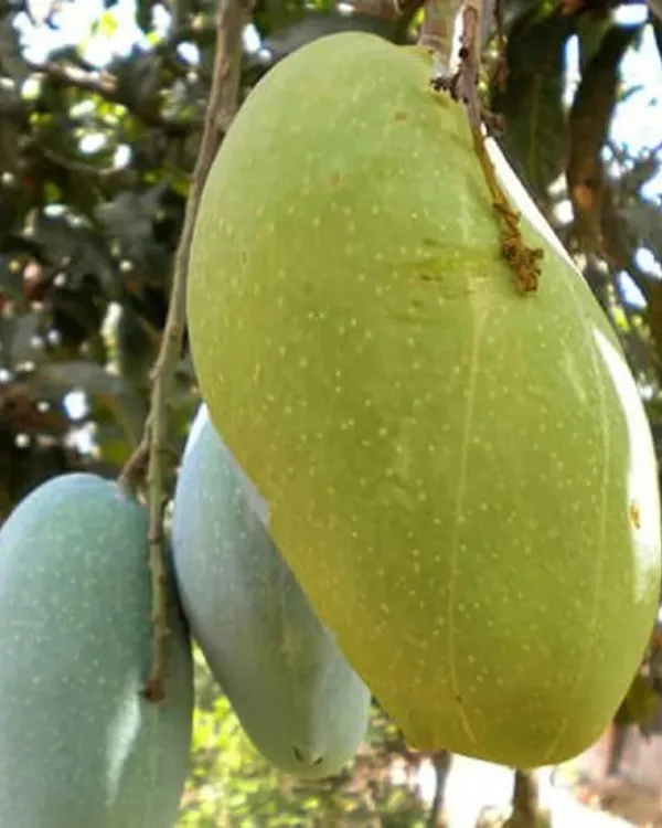 Fazli_Mango_Plant_|_Grafted_High-Yield_Variety_|_Extra_Large_Sweet_Fruits_|_Fast_Growing_|_Ideal_for_Pots_&_Gardens_|_Healthy_Live_Plant_Guaranteed
