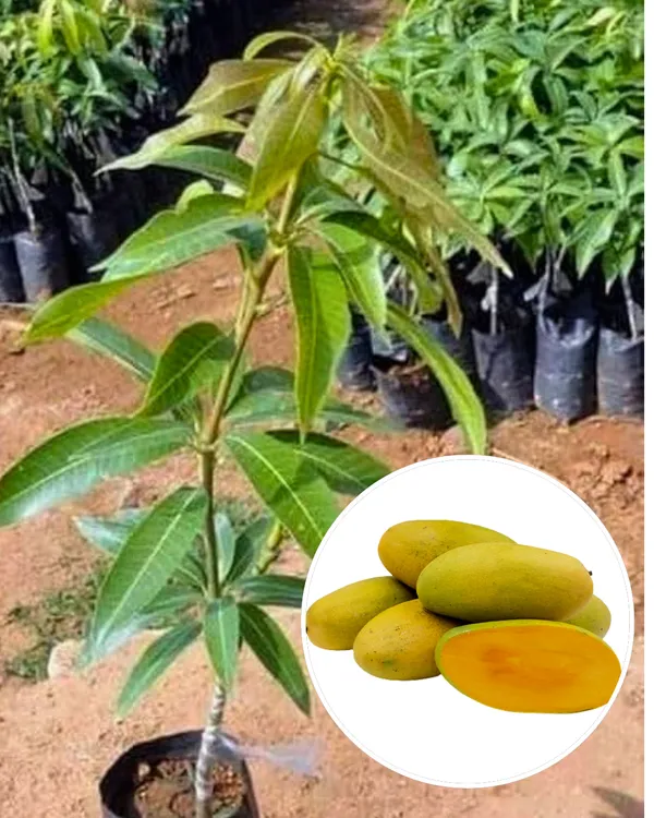 Langra_Mango_Plant_|_Grafted_High-Yield_Variety_|_Sweet_Aromatic_Fruits_|_Fast_Growing_|_Ideal_for_Pots_&_Gardens_|_Healthy_Live_Plant_Guaranteed