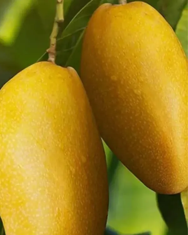 Langra_Mango_Plant_|_Grafted_High-Yield_Variety_|_Sweet_Aromatic_Fruits_|_Fast_Growing_|_Ideal_for_Pots_&_Gardens_|_Healthy_Live_Plant_Guaranteed